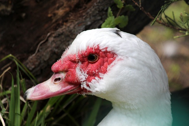 面更是让皇 面更是让皇